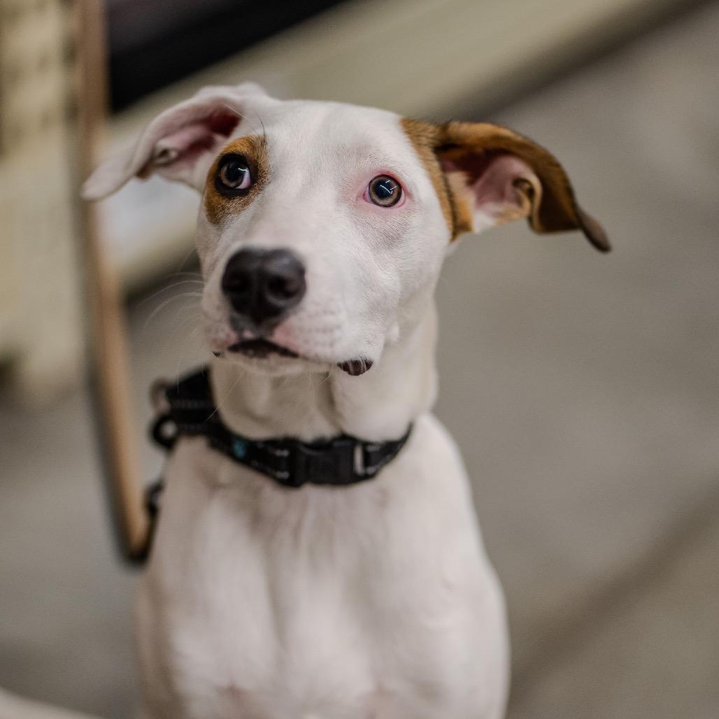 Enlarge Snowball, a Adoptable mixed breed in Pawling, NY image 2/6