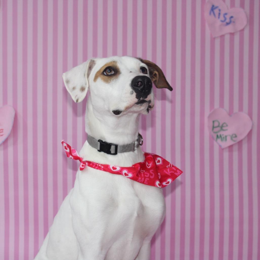 Enlarge Snowball, a Adoptable mixed breed in Pawling, NY image 3/6