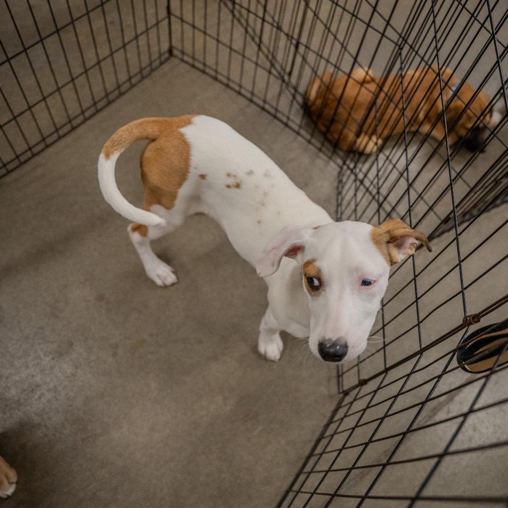 Enlarge Snowball, a Adoptable mixed breed in Pawling, NY image 3/6