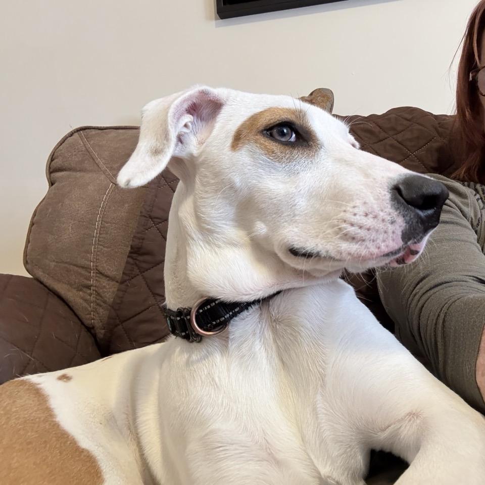 Enlarge Snowball, a Adoptable mixed breed in Pawling, NY image 4/6