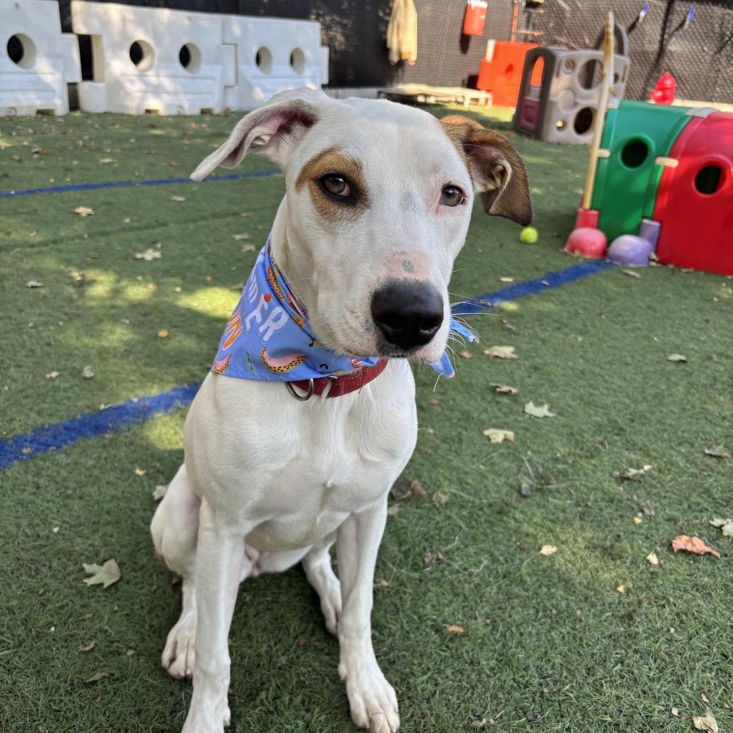 Enlarge Snowball, a Adoptable mixed breed in Pawling, NY image 6/6