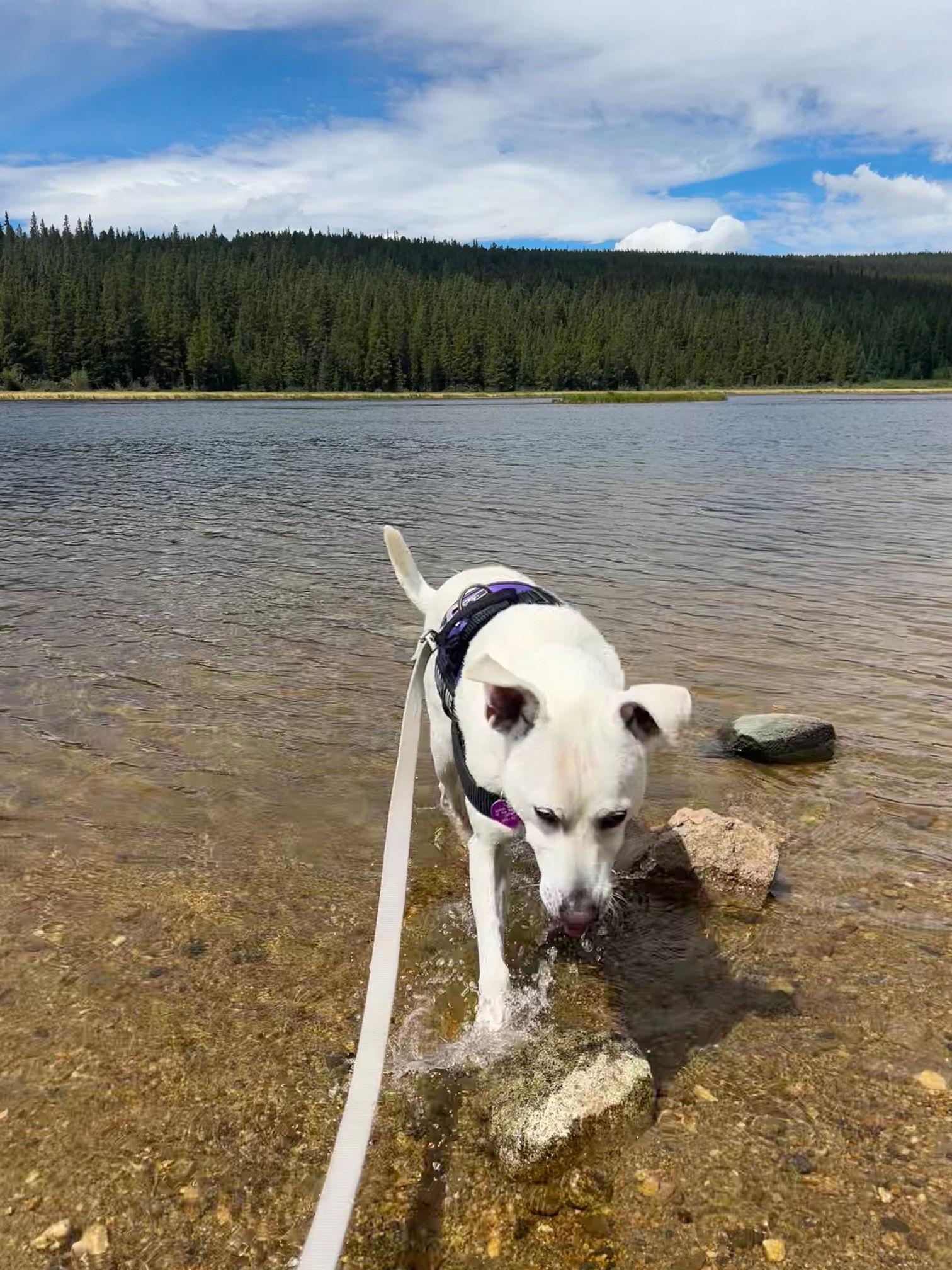 Fenway #1, Adoptable, Adult Male Pit Bull Terrier & Chow Chow.