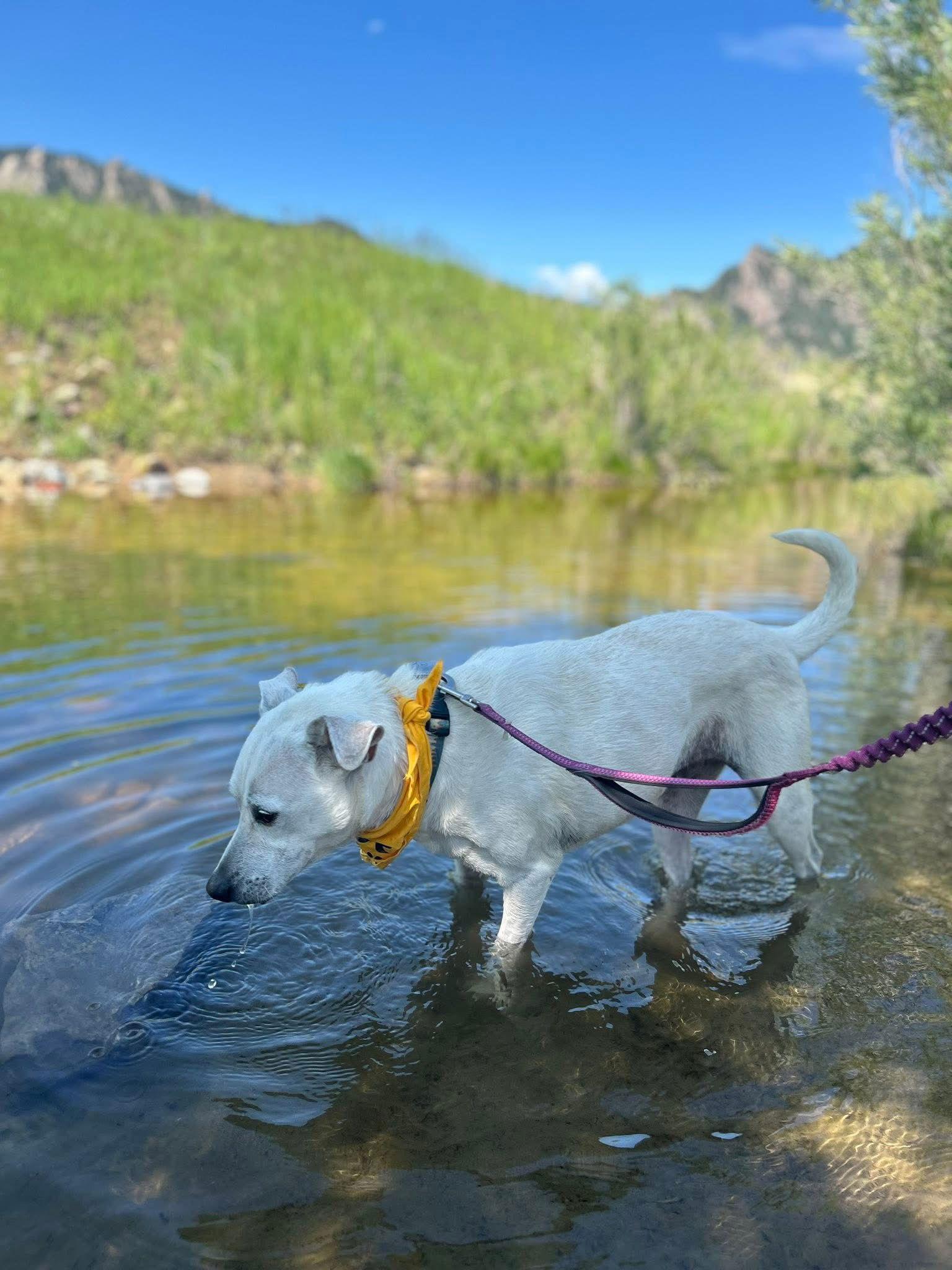 Enlarge Fenway #1, a Adoptable mixed breed in Aurora, CO image 3/3