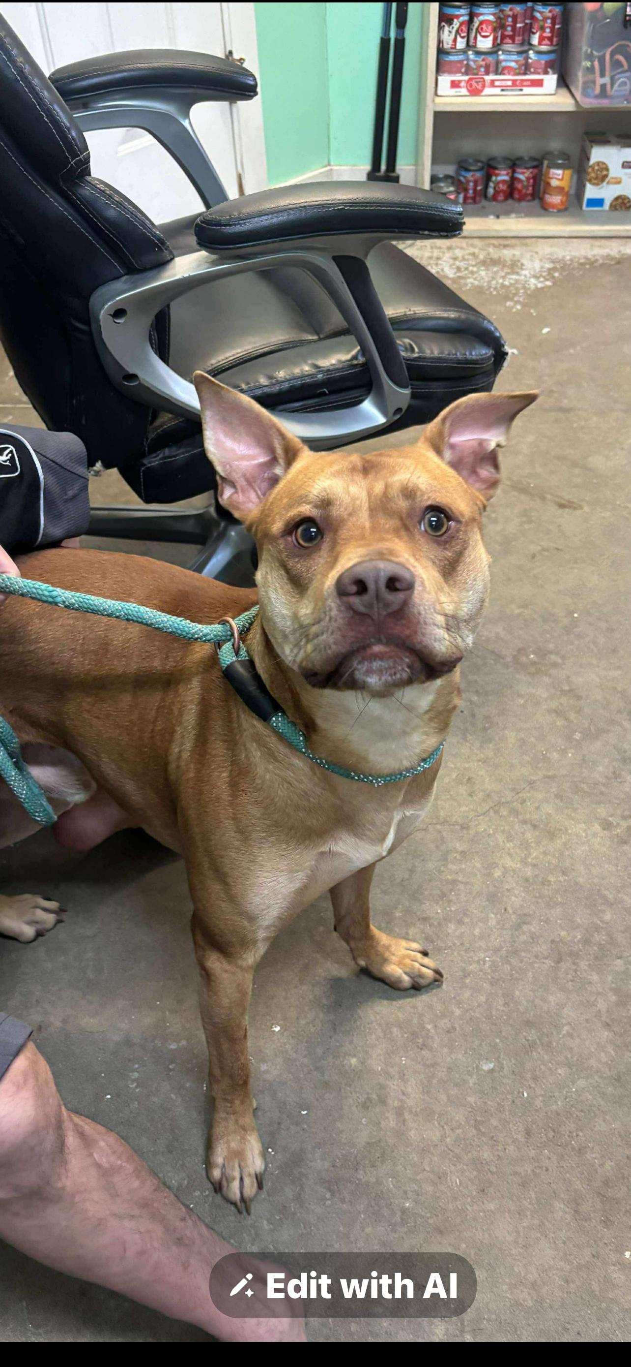 Enlarge Leon, a Adoptable Mixed Breed in Rayne, LA image 2/2