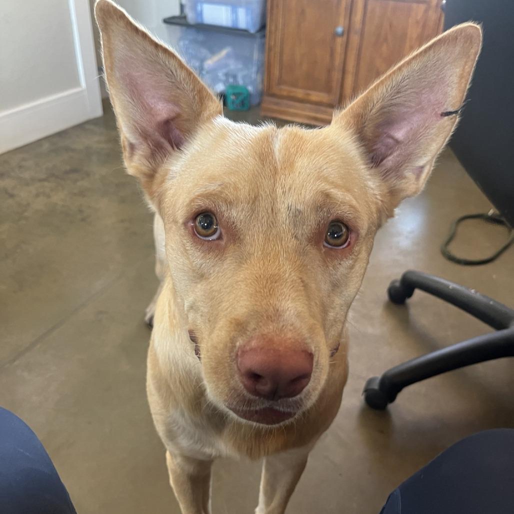 Raffi, Adoptable, Adult Male Cattle Dog & Mixed Breed.
