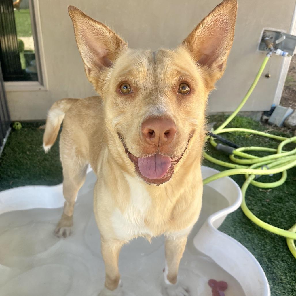 Enlarge Raffi, a Adoptable mixed breed in Fredericksburg, TX image 2/6