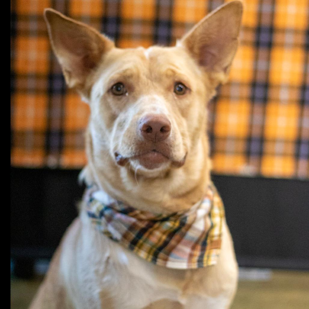 Raffi, a Adoptable mixed breed in Fredericksburg, TX image 2/6