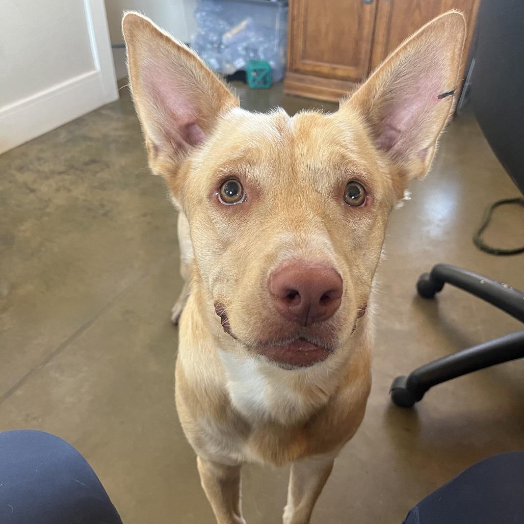 Raffi, a Adoptable mixed breed in Fredericksburg, TX image 2/6