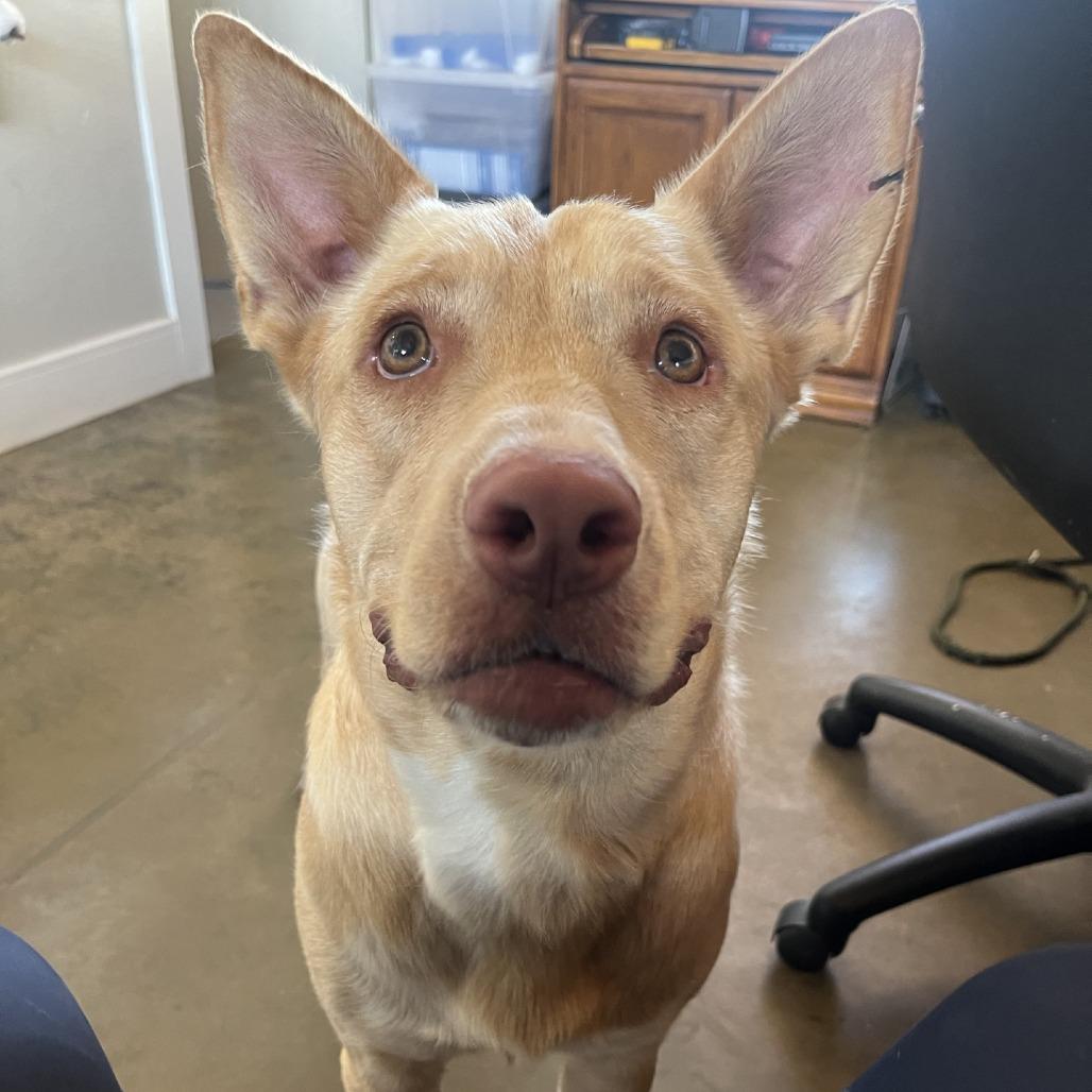 Raffi, a Adoptable mixed breed in Fredericksburg, TX image 3/6