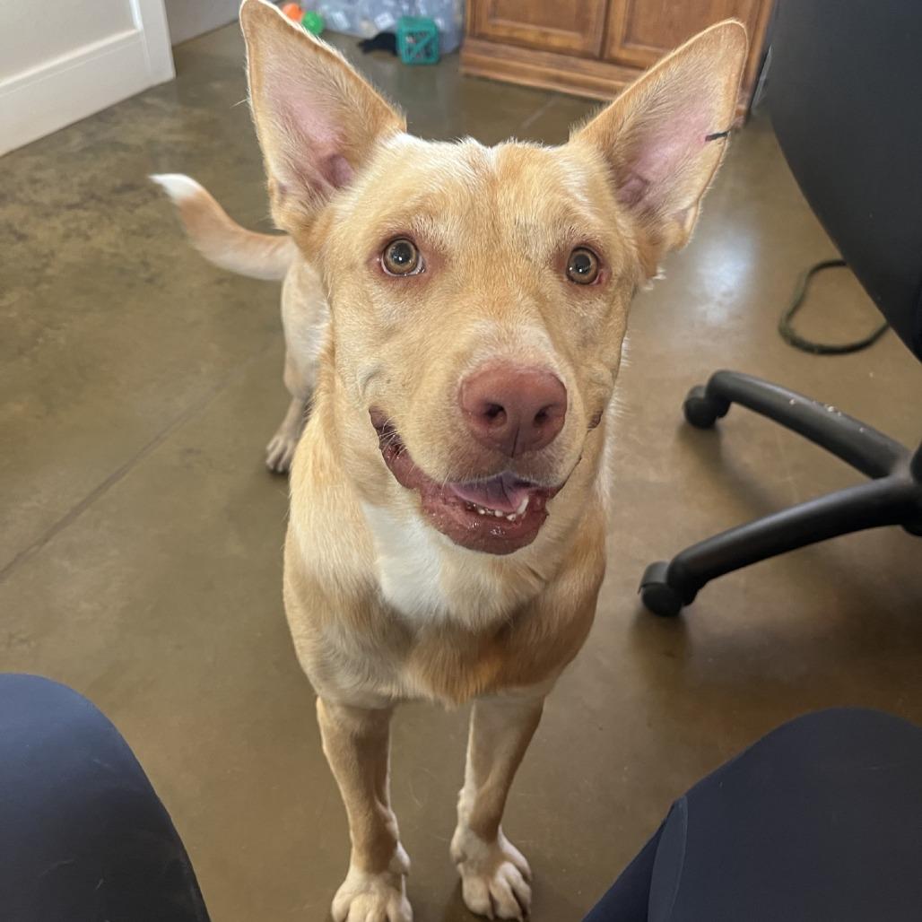 Raffi, a Adoptable mixed breed in Fredericksburg, TX image 4/6