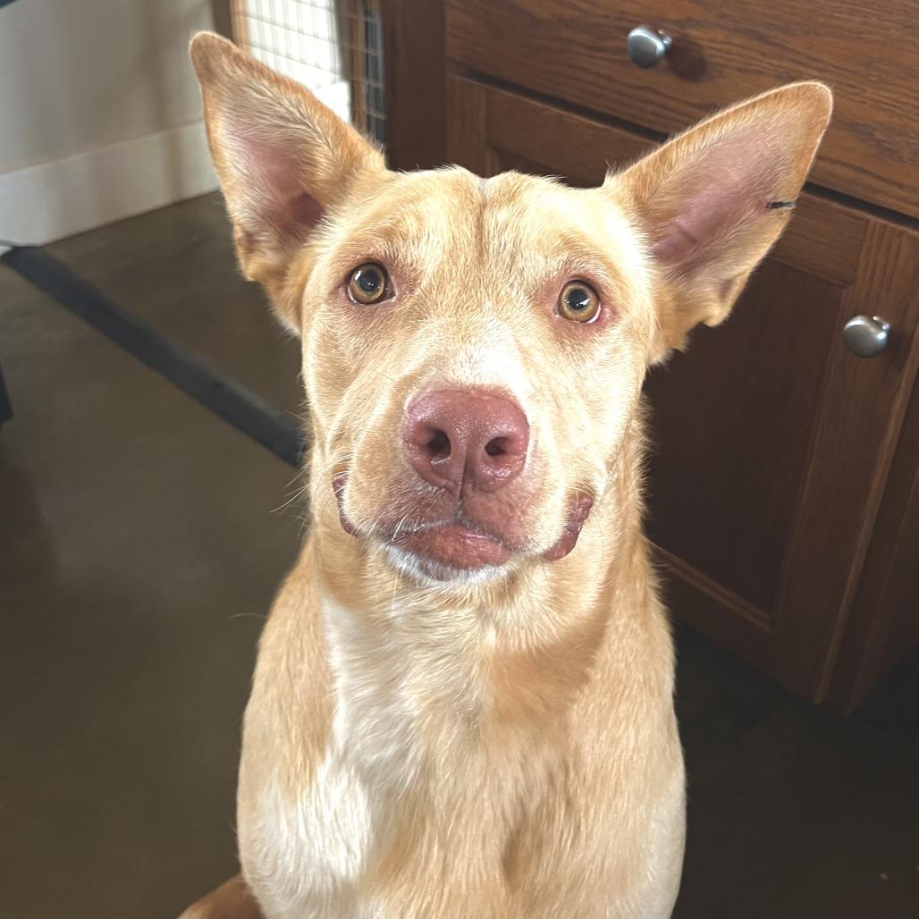 Raffi, a Adoptable mixed breed in Fredericksburg, TX image 5/6