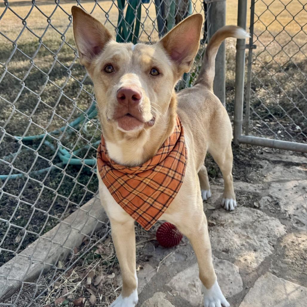 Raffi, a Adoptable mixed breed in Fredericksburg, TX image 6/6