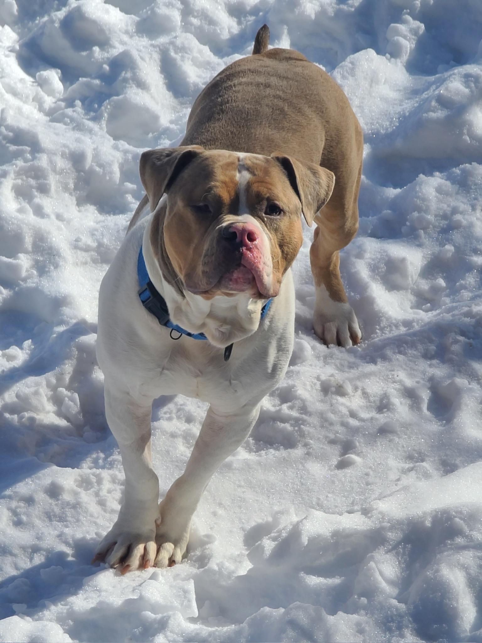 Enlarge Reggie, a Adoptable Mixed Breed in Brattleboro, VT image 4/4
