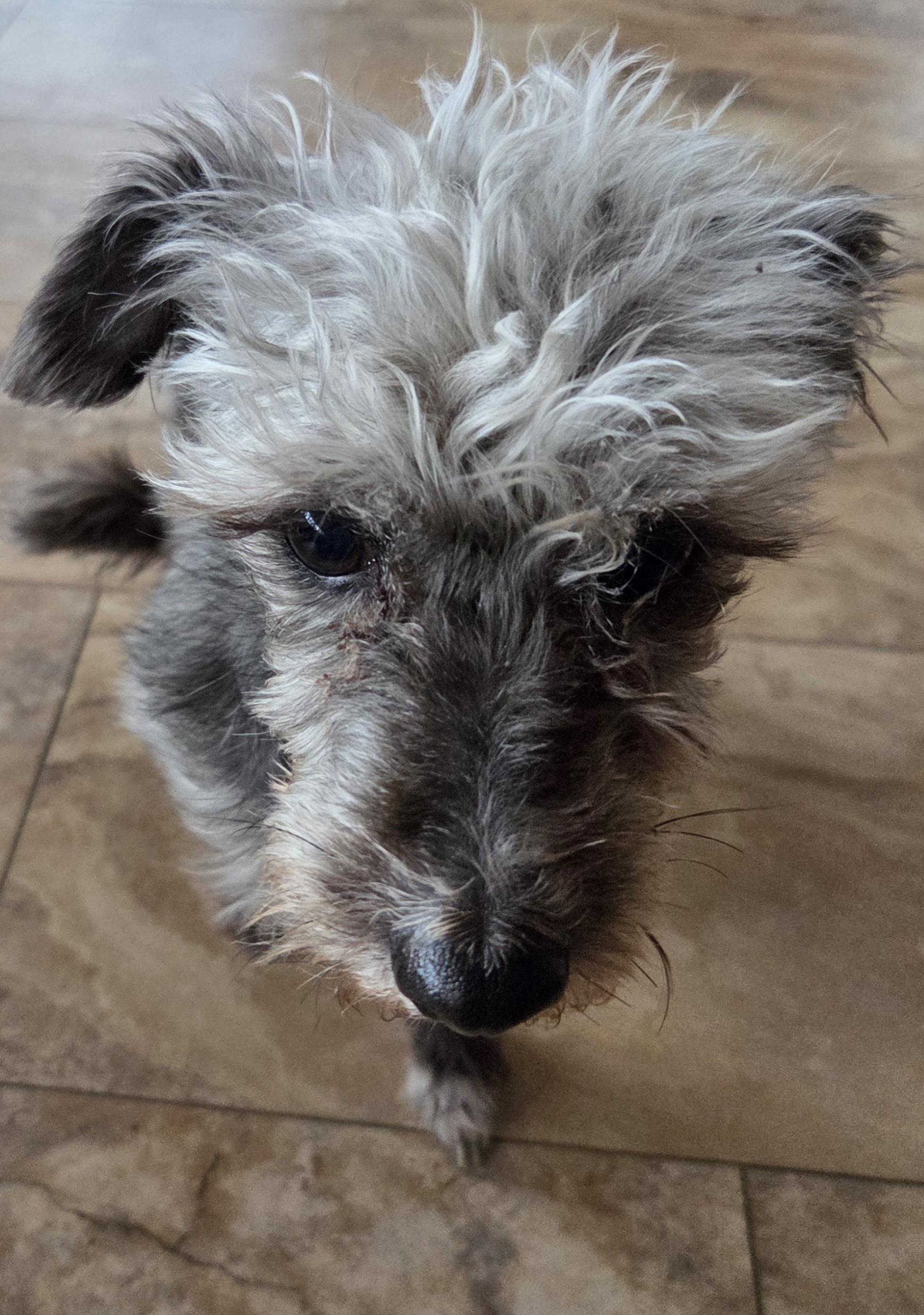 Bellatrix , ADOPTABLE, Adult Female Poodle & Mixed Breed.
