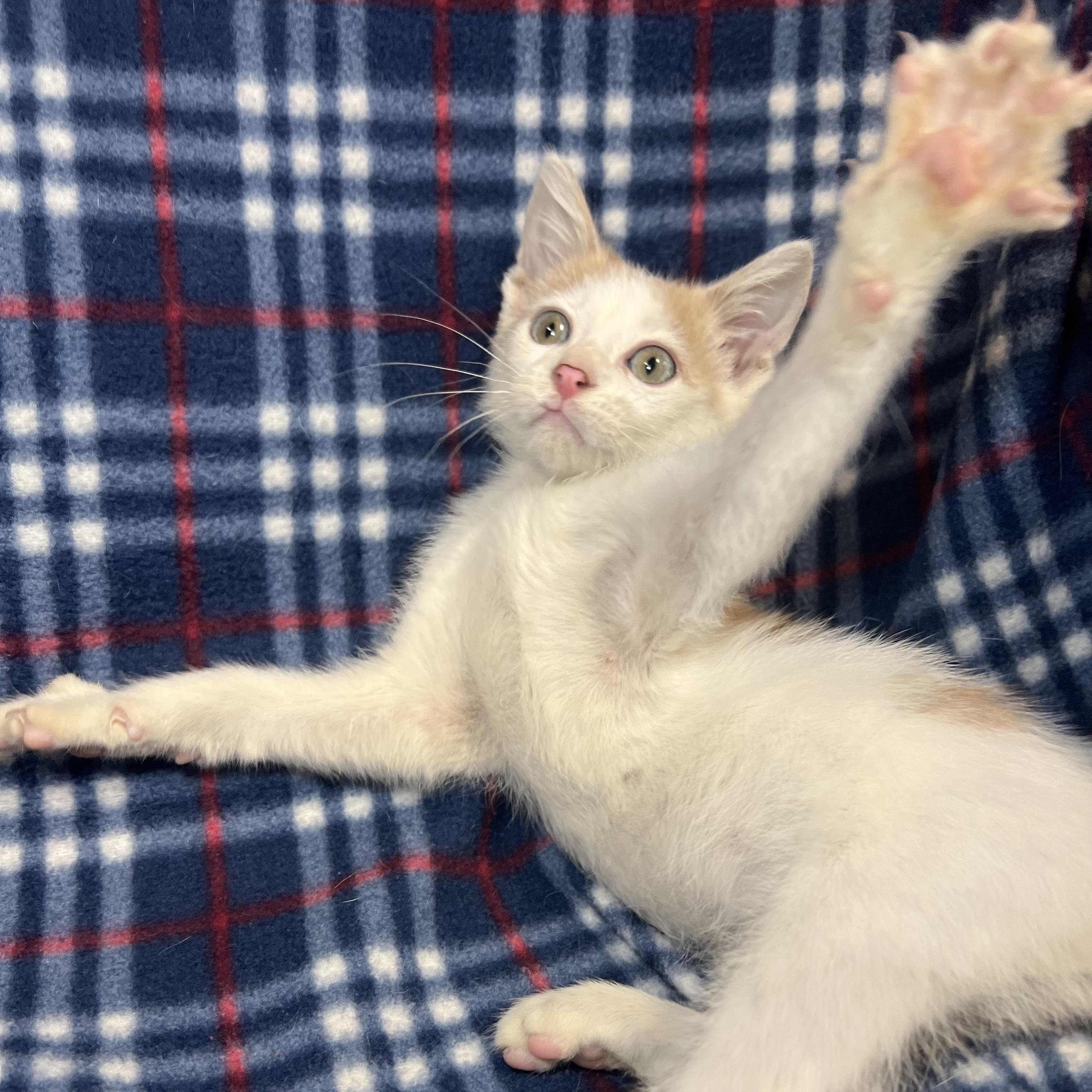 Enlarge Lucky, a ADOPTABLE Domestic Short Hair in Fairmont, MN image 3/6