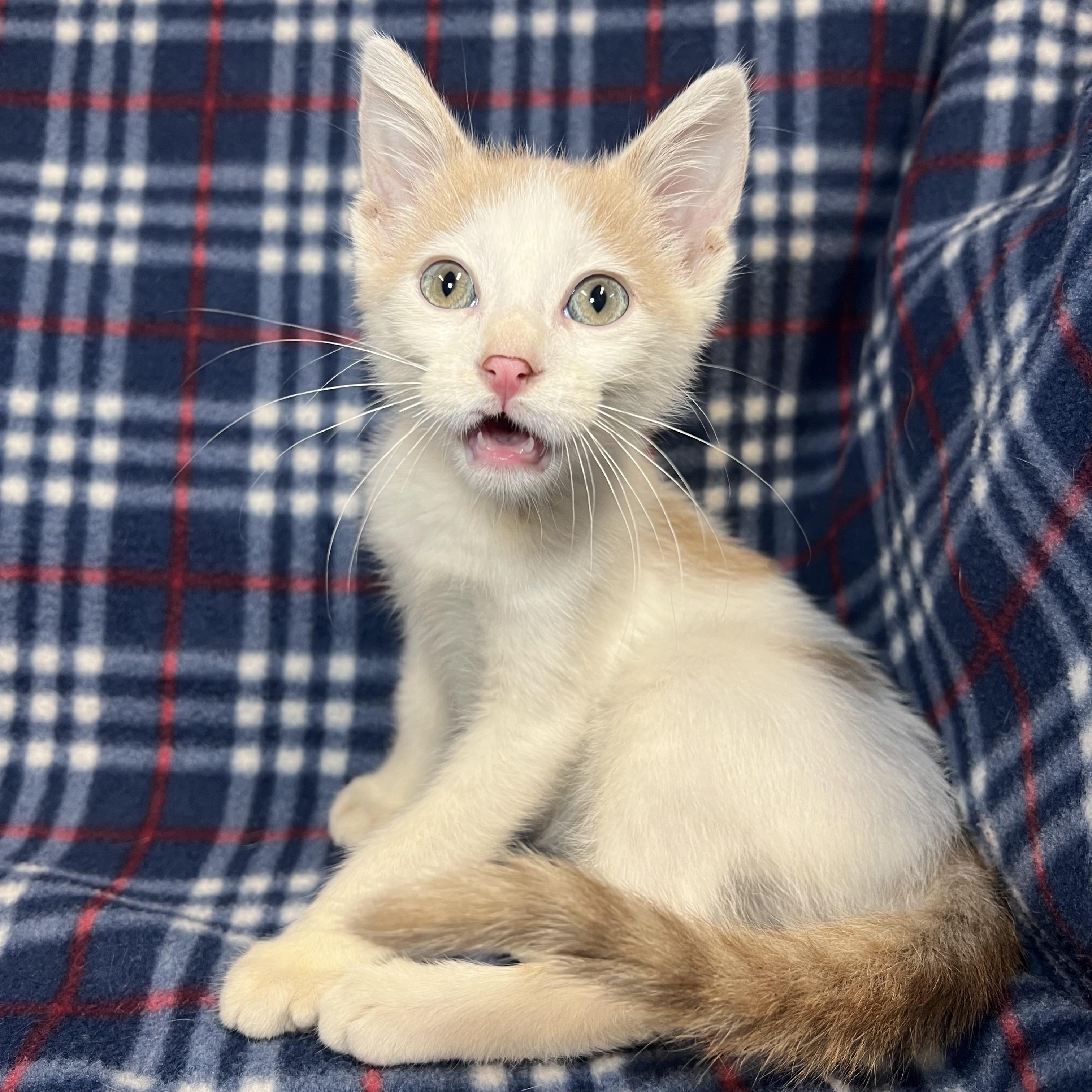 Enlarge Lucky, a ADOPTABLE Domestic Short Hair in Fairmont, MN image 6/6