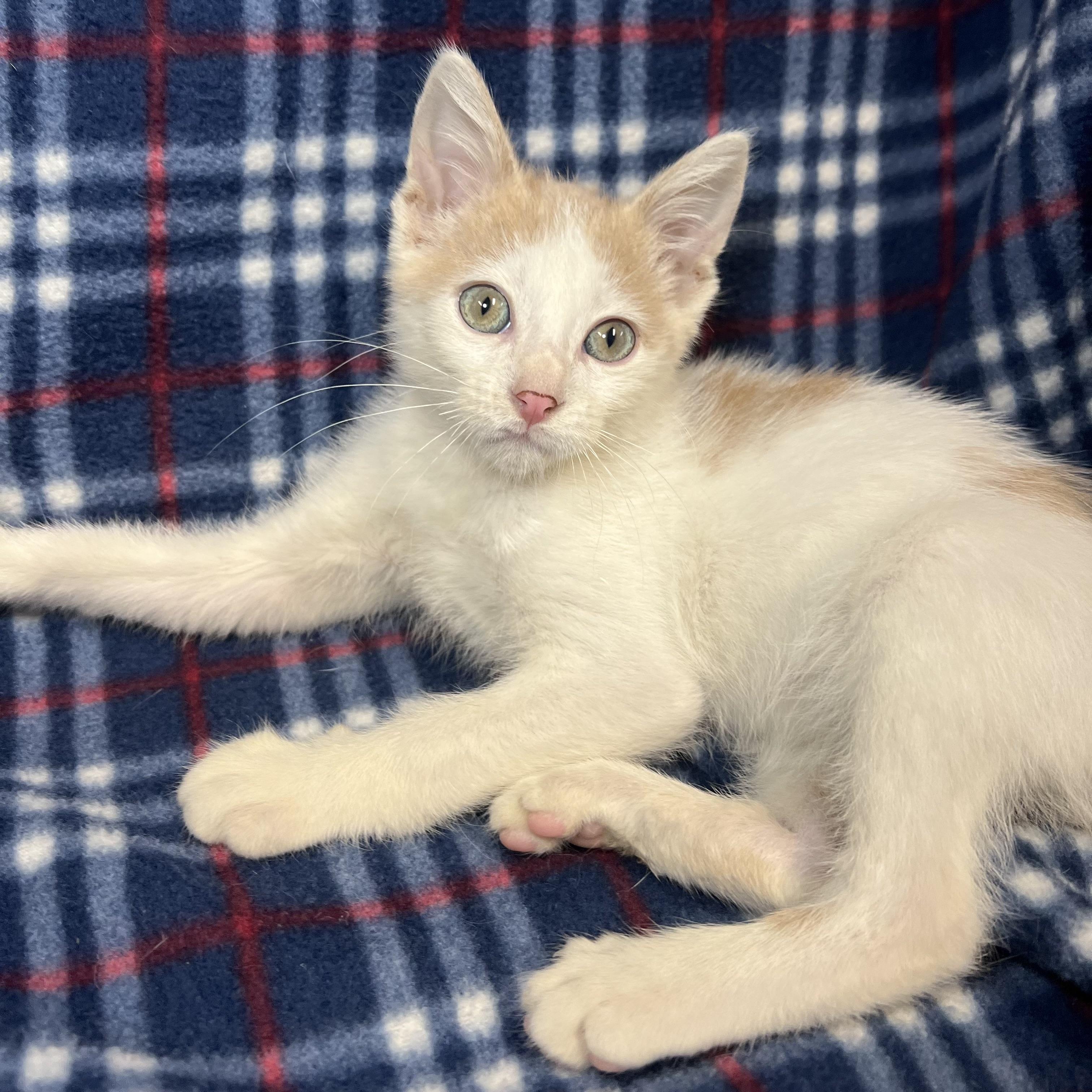 Enlarge Lucky, a ADOPTABLE Domestic Short Hair in Fairmont, MN image 2/6