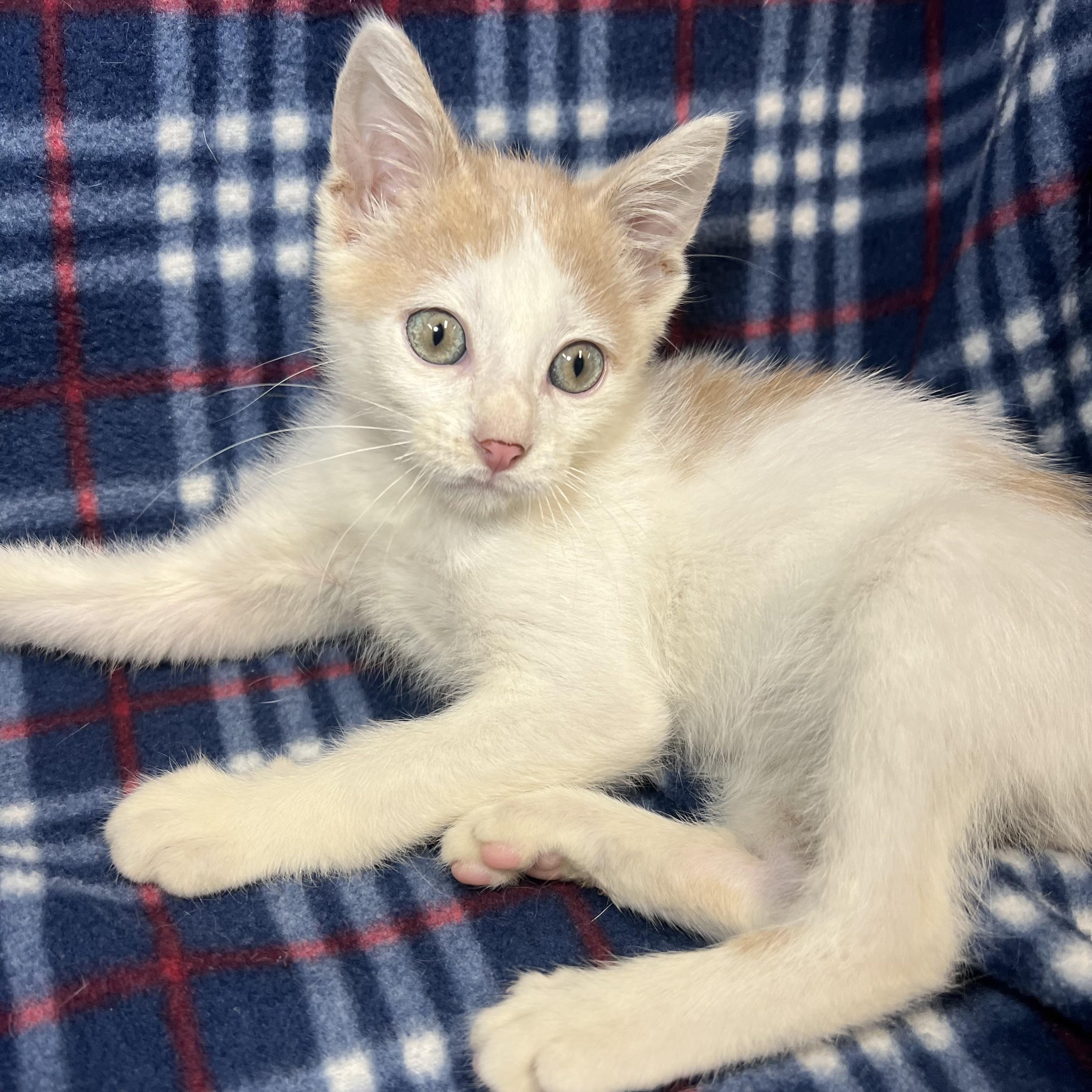 Enlarge Lucky, a ADOPTABLE Domestic Short Hair in Fairmont, MN image 5/6
