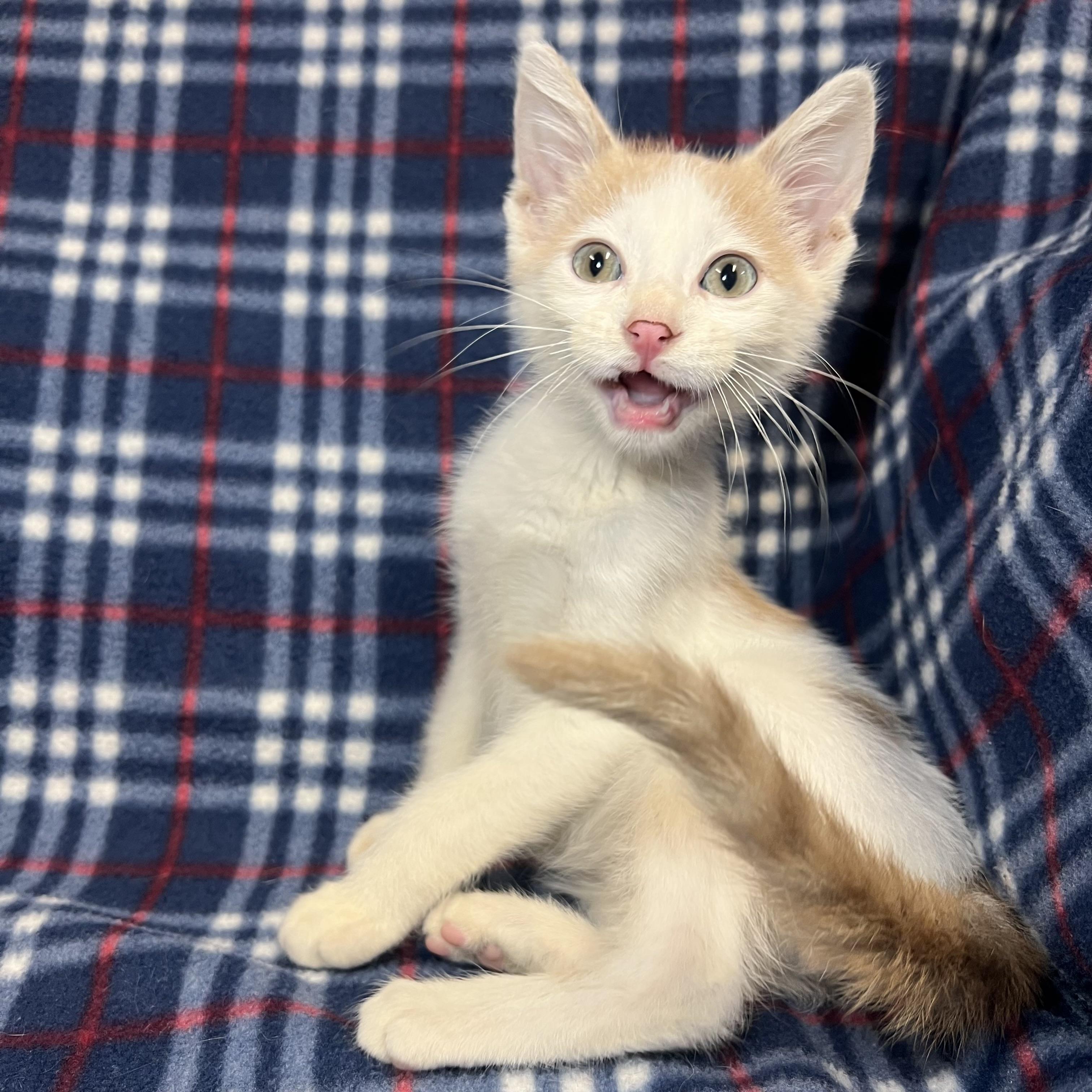 Lucky, ADOPTABLE, Kitten Male Domestic Short Hair.