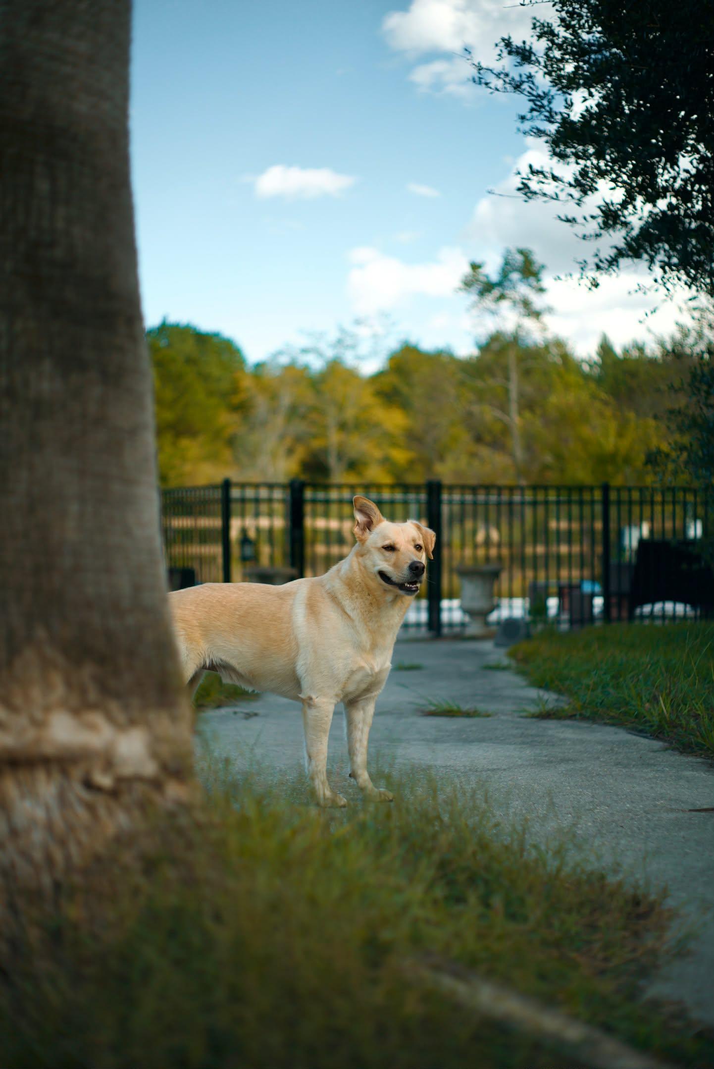 Enlarge Milo Pettibone, a Adoptable mixed breed in Albany, NY image 5/6