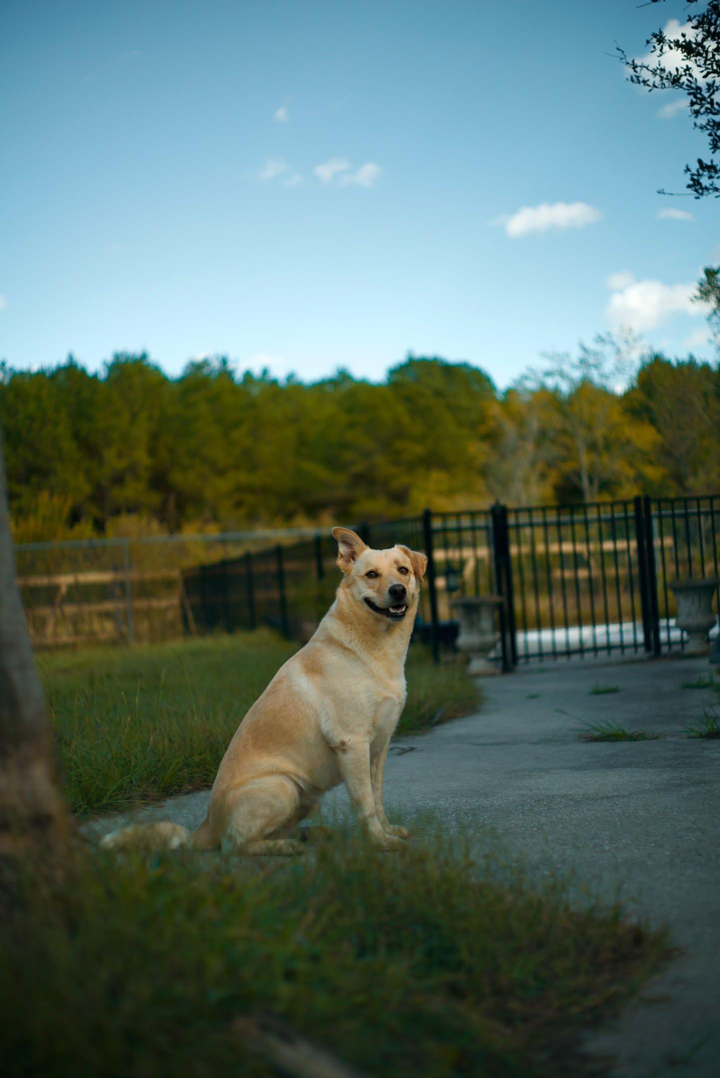 Enlarge Milo Pettibone, a Adoptable mixed breed in Albany, NY image 6/6