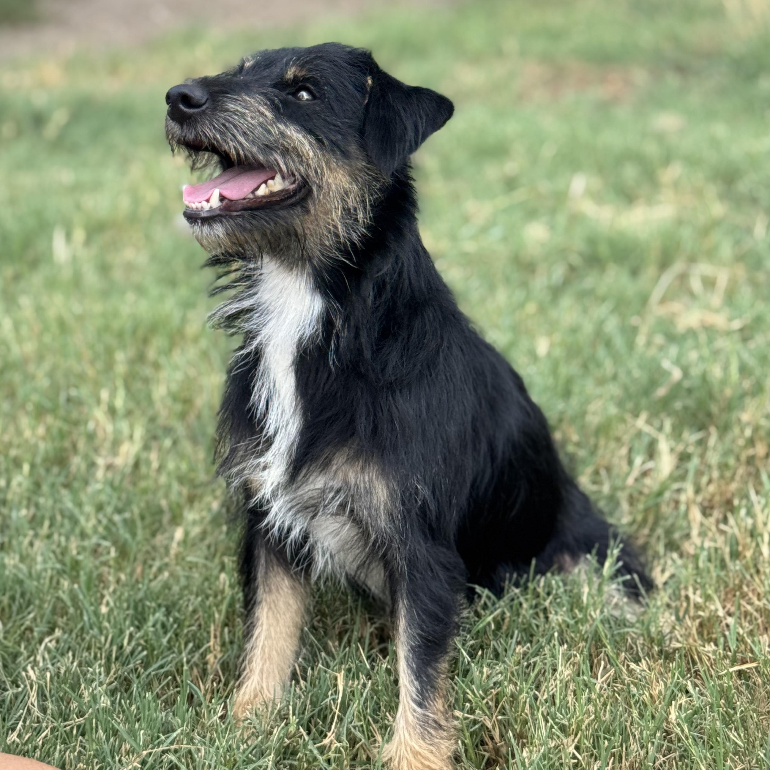 Enlarge Poncho, a Adopted mixed breed in Cincinnati, OH image 4/6