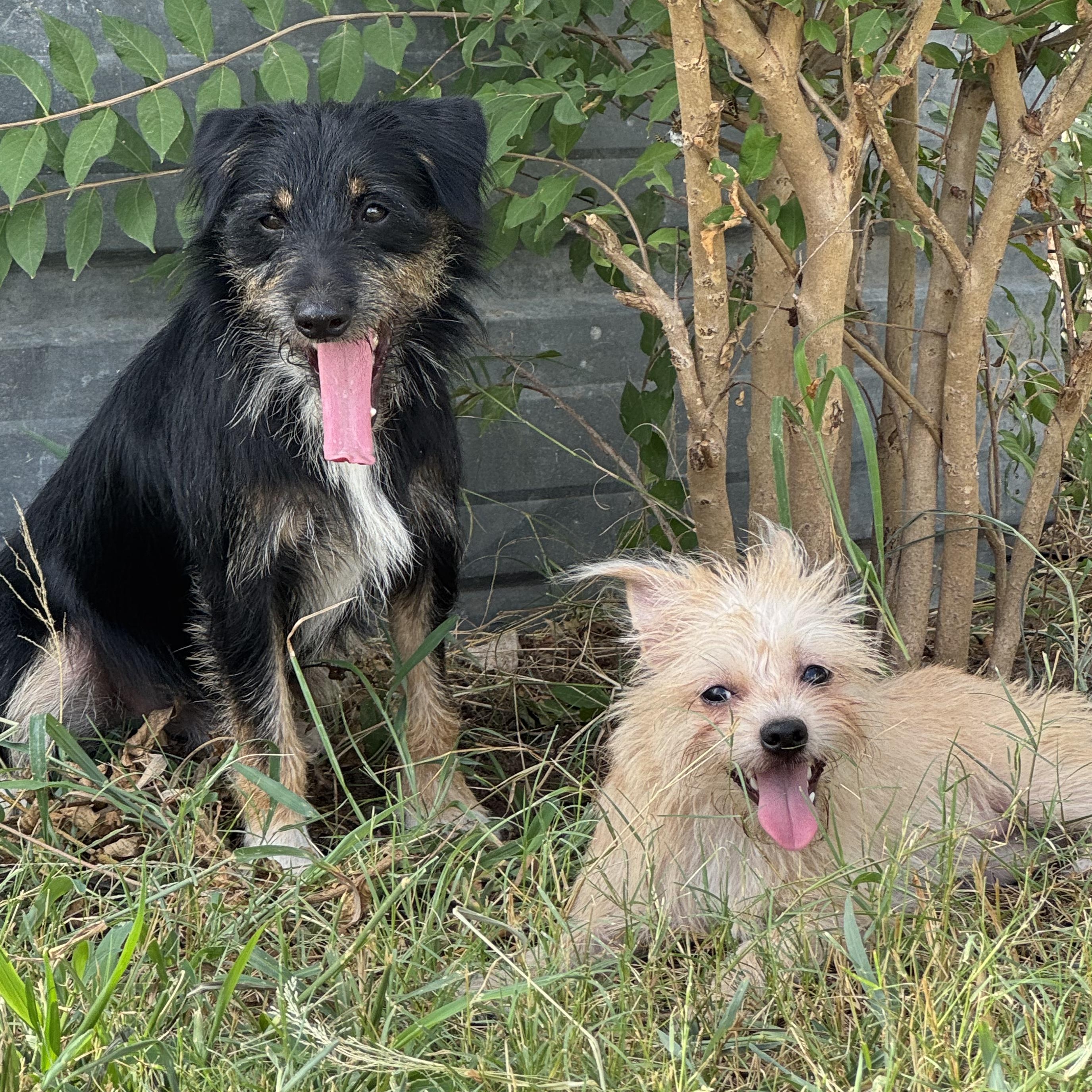 Enlarge Poncho, a Adopted mixed breed in Cincinnati, OH image 5/6