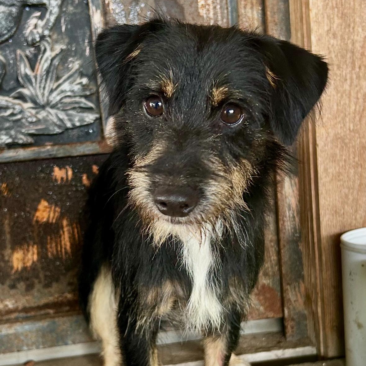 Poncho, Adopted, Young Male Terrier & Mixed Breed.