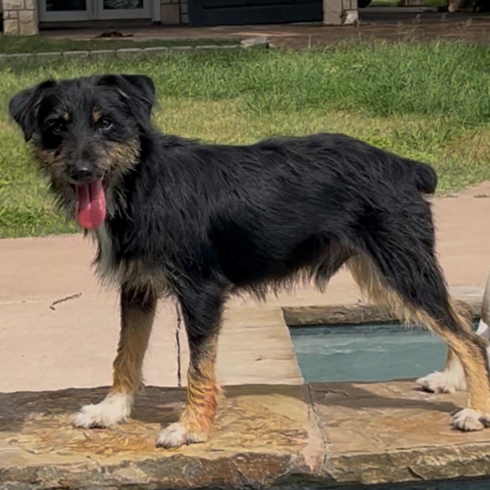 Enlarge Poncho, a Adopted mixed breed in Cincinnati, OH image 2/6