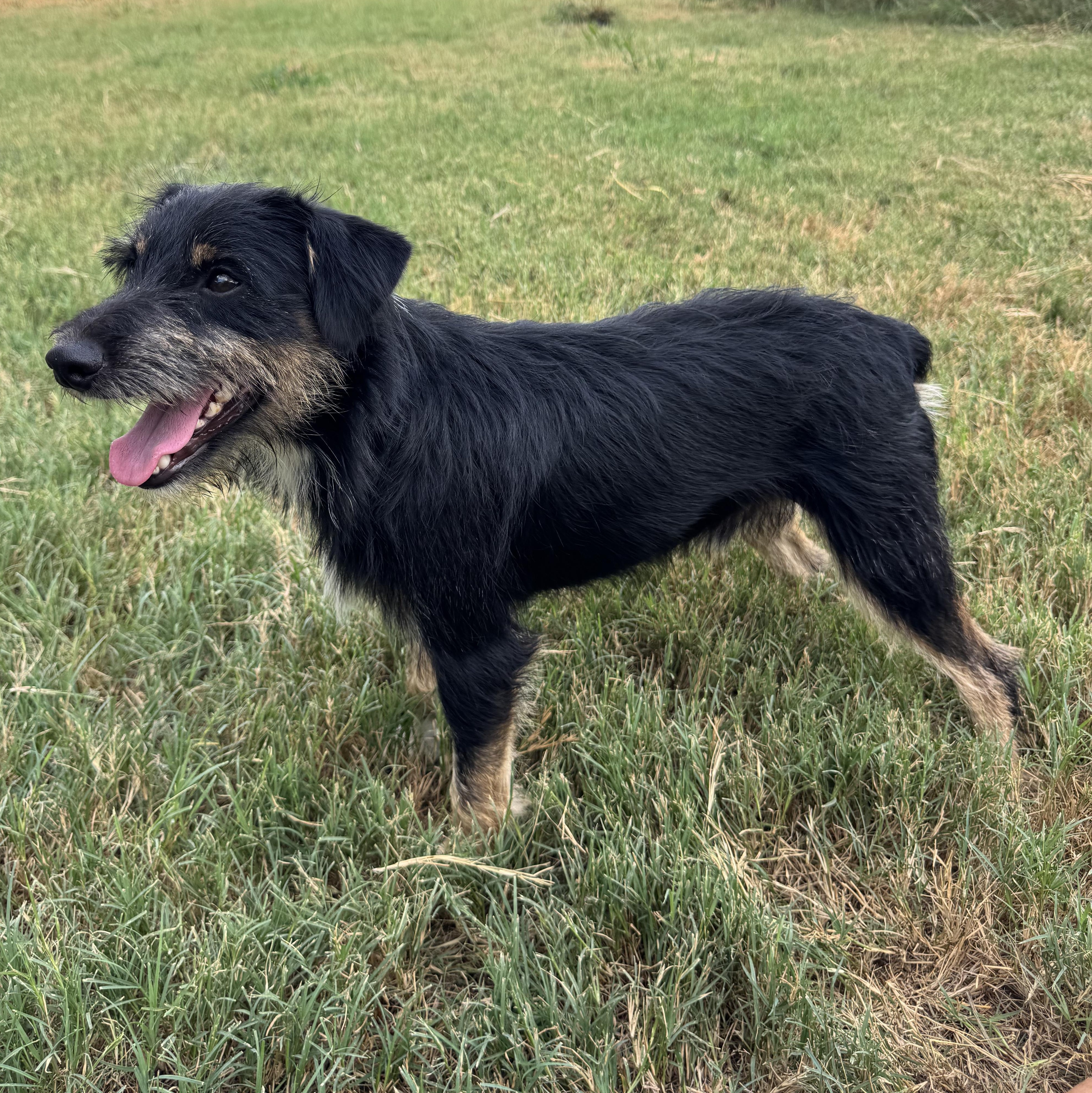 Enlarge Poncho, a Adopted mixed breed in Cincinnati, OH image 6/6