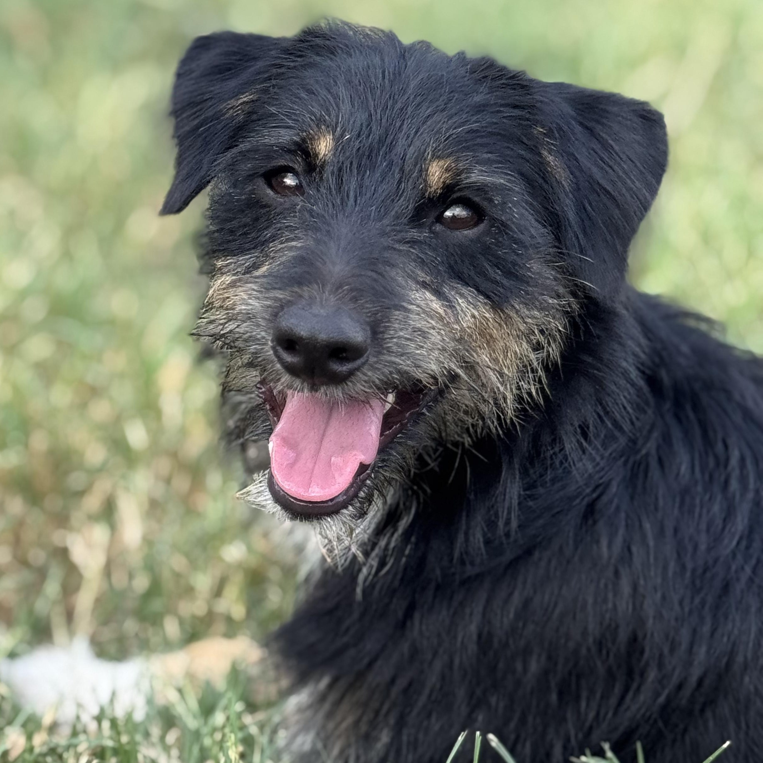 Enlarge Poncho, a Adopted mixed breed in Cincinnati, OH image 3/6