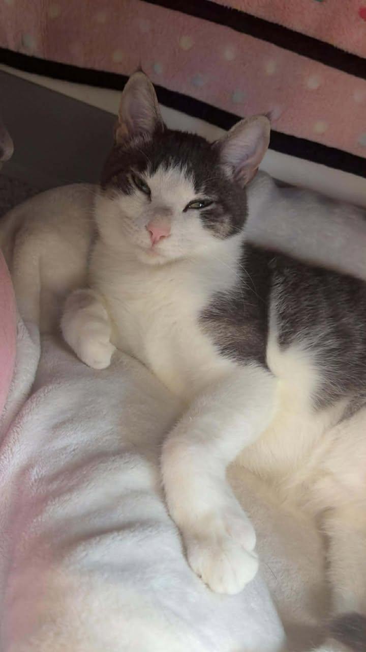 Enlarge Snowball, a Adoptable Domestic Short Hair in Cherryfield, ME image 1/1