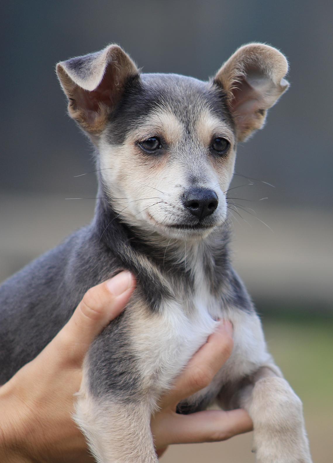 Enlarge Smokey, an adopted mixed breed in North Fort Myers, FL image 1/2