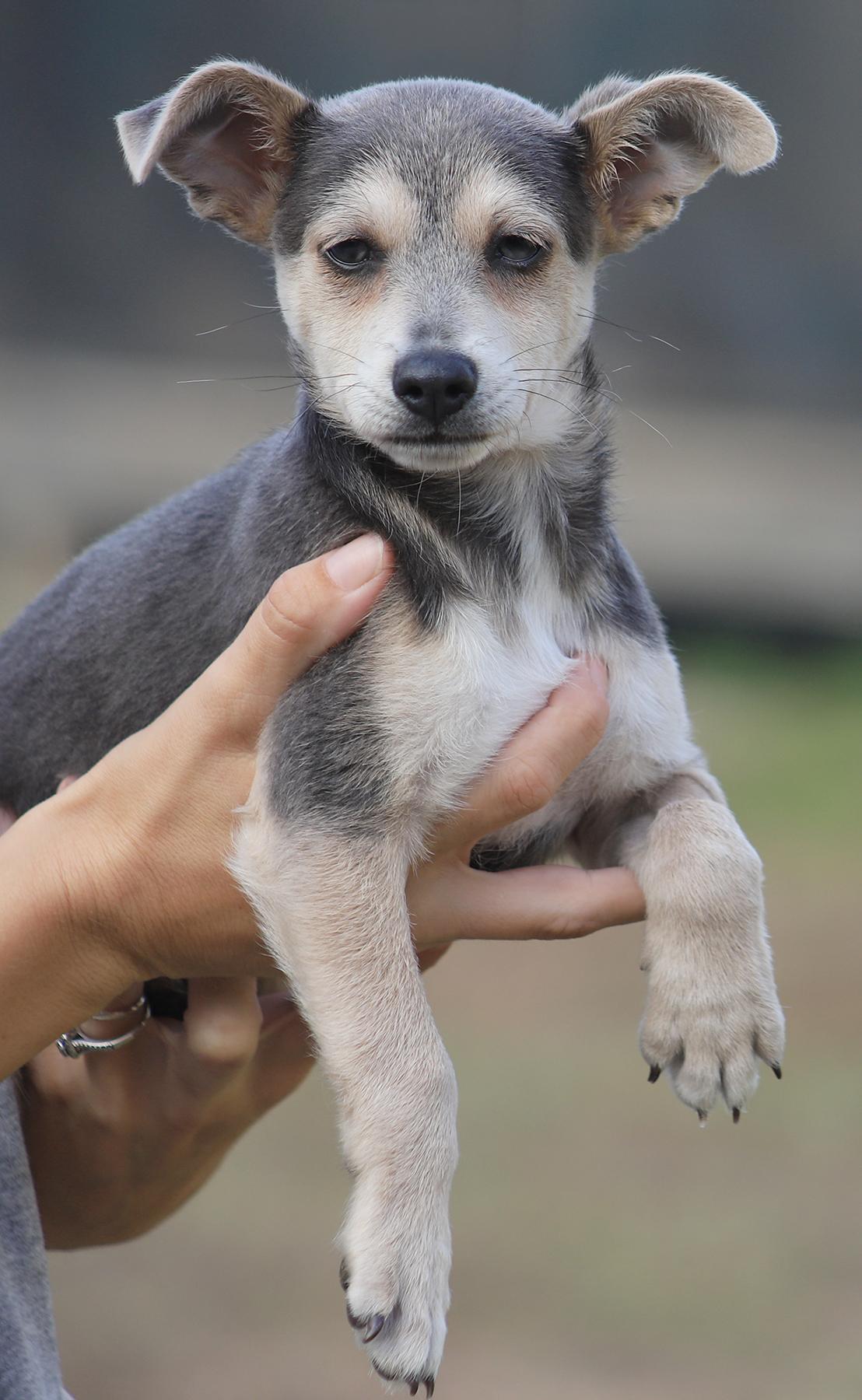 Enlarge Smokey, an adopted mixed breed in North Fort Myers, FL image 2/2