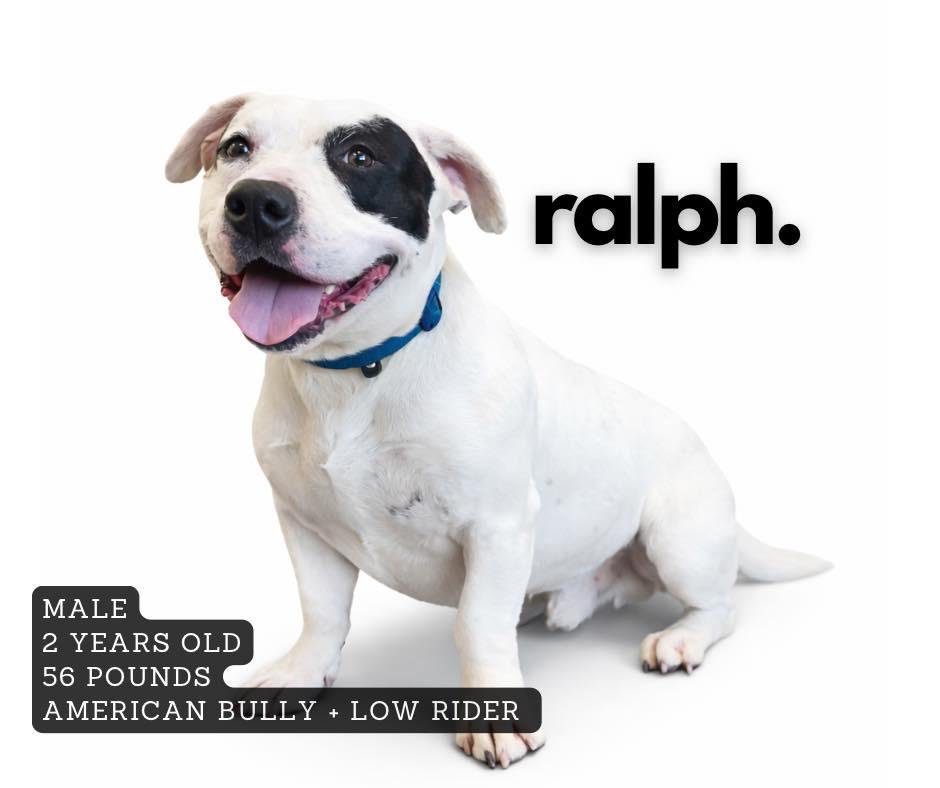 Enlarge Ralph, a Adoptable American Bulldog in Ashland, KY image 1/1