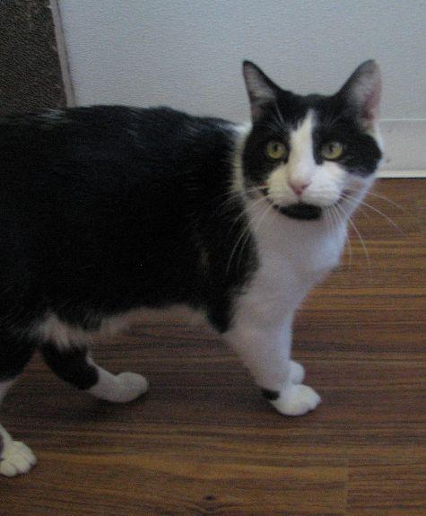 Clooney, a ADOPTABLE Domestic Short Hair in Lawrenceburg, KY image 3/6