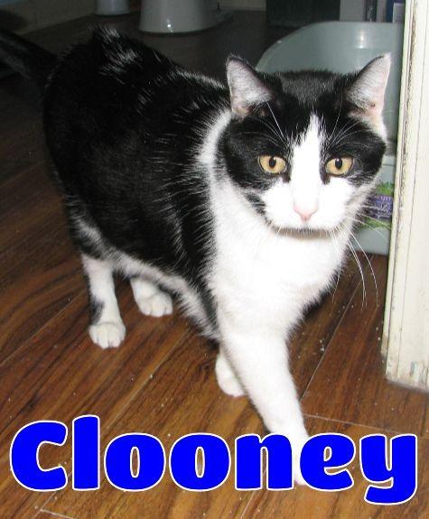 Clooney, a ADOPTABLE Domestic Short Hair in Lawrenceburg, KY image 2/6