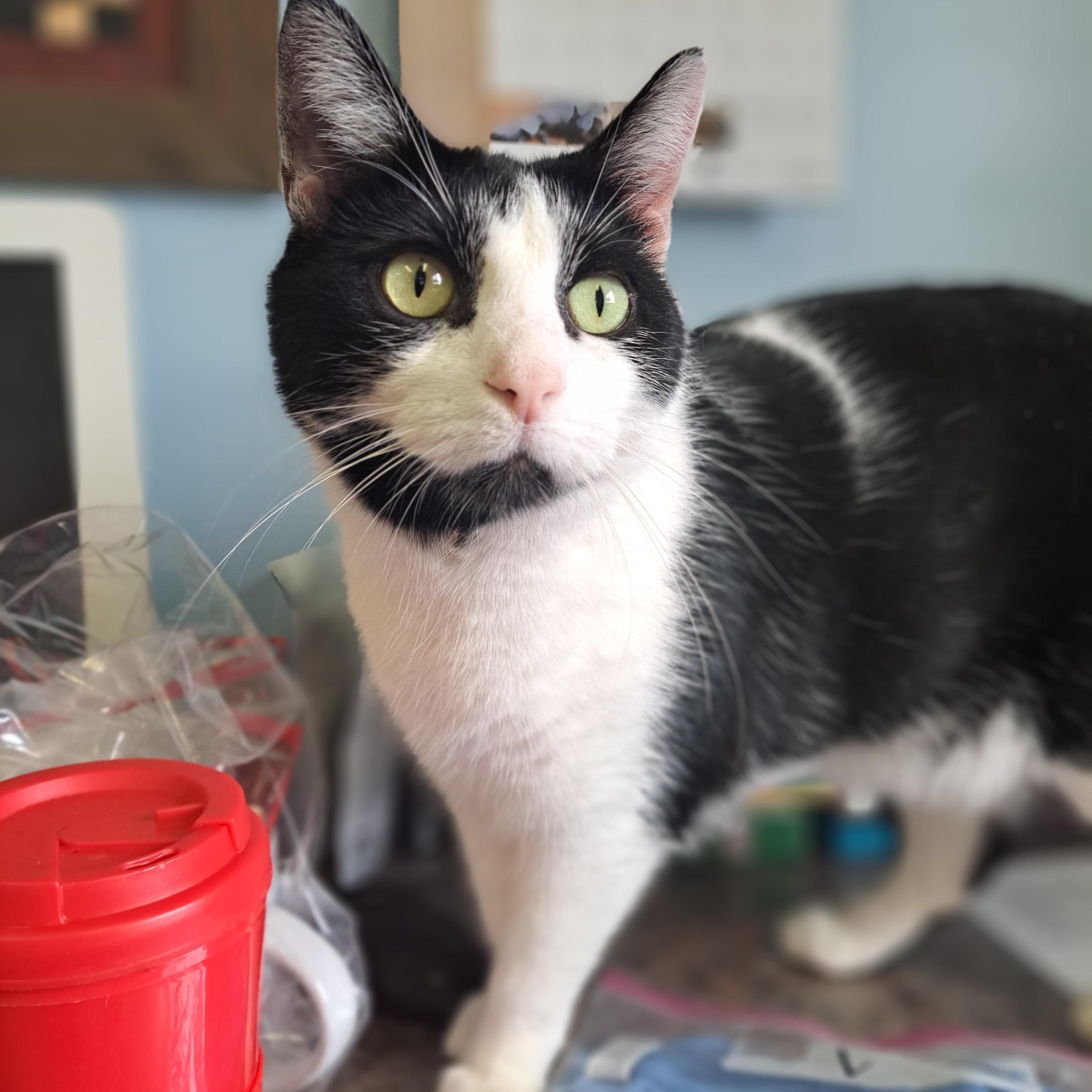 Clooney, a ADOPTABLE Domestic Short Hair in Lawrenceburg, KY image 6/6