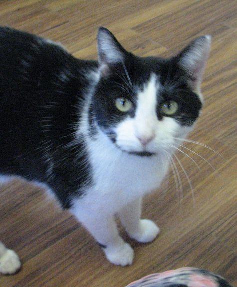 Clooney, ADOPTABLE, Adult Male Domestic Short Hair.