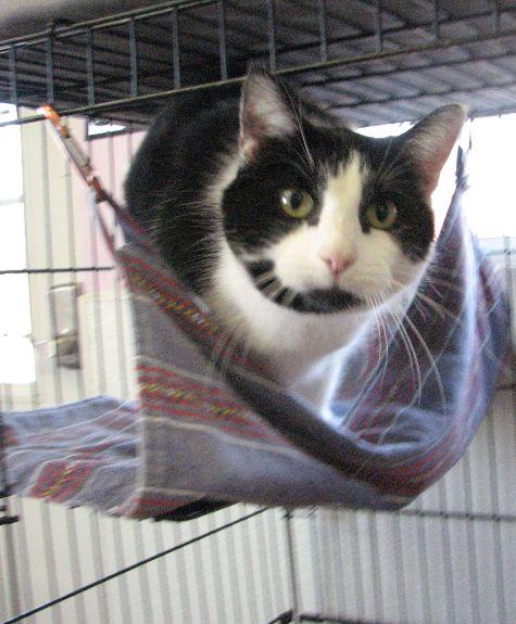 Clooney, a ADOPTABLE Domestic Short Hair in Lawrenceburg, KY image 5/6