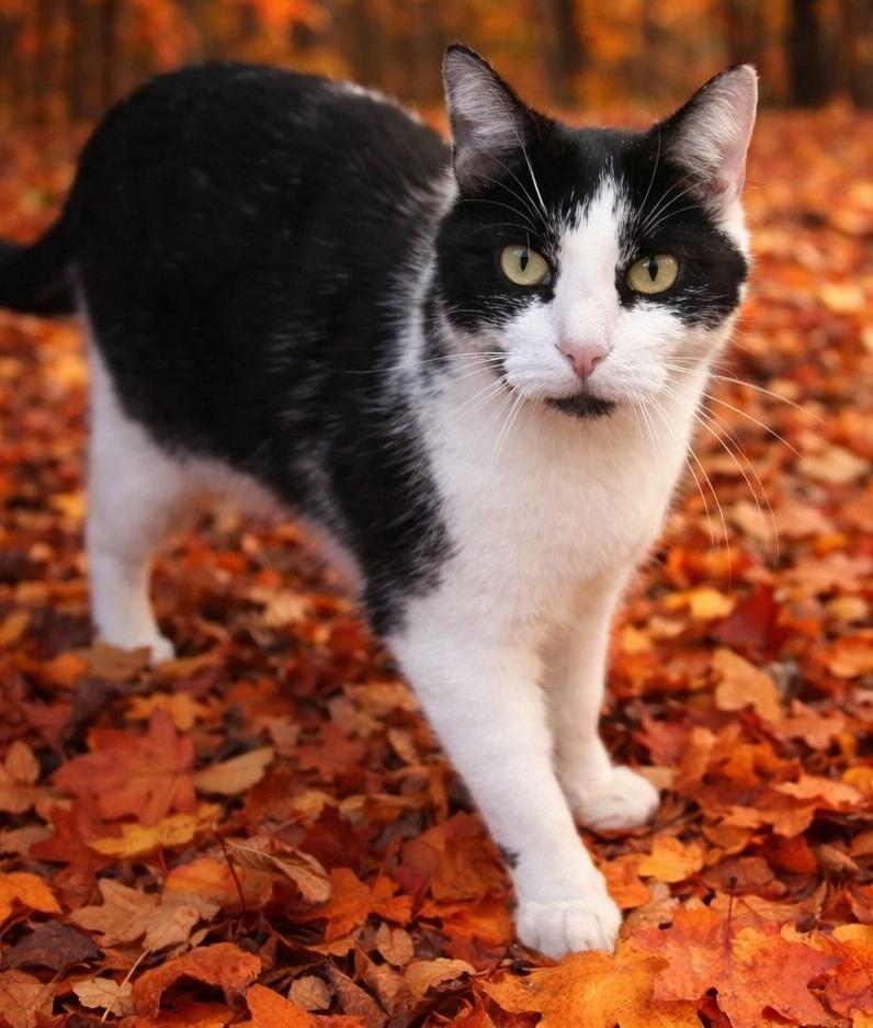 Enlarge Clooney, an adoptable Domestic Short Hair in Lawrenceburg, KY image 1/6