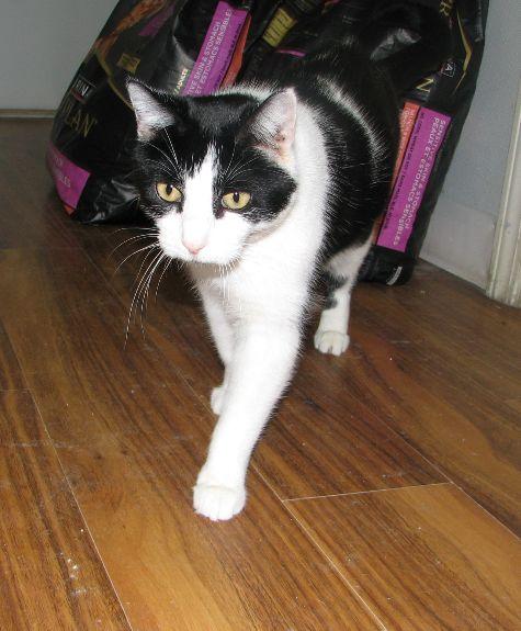 Clooney, a ADOPTABLE Domestic Short Hair in Lawrenceburg, KY image 4/6