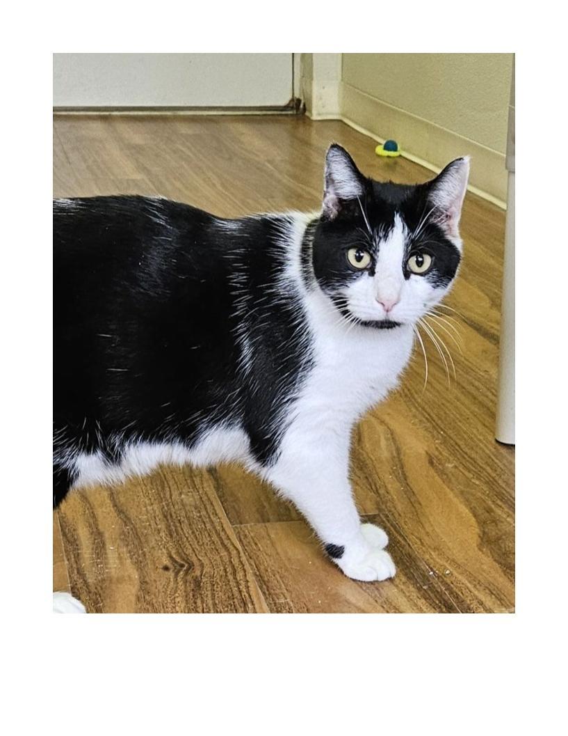 Clooney, ADOPTABLE, Adult Male American Shorthair.