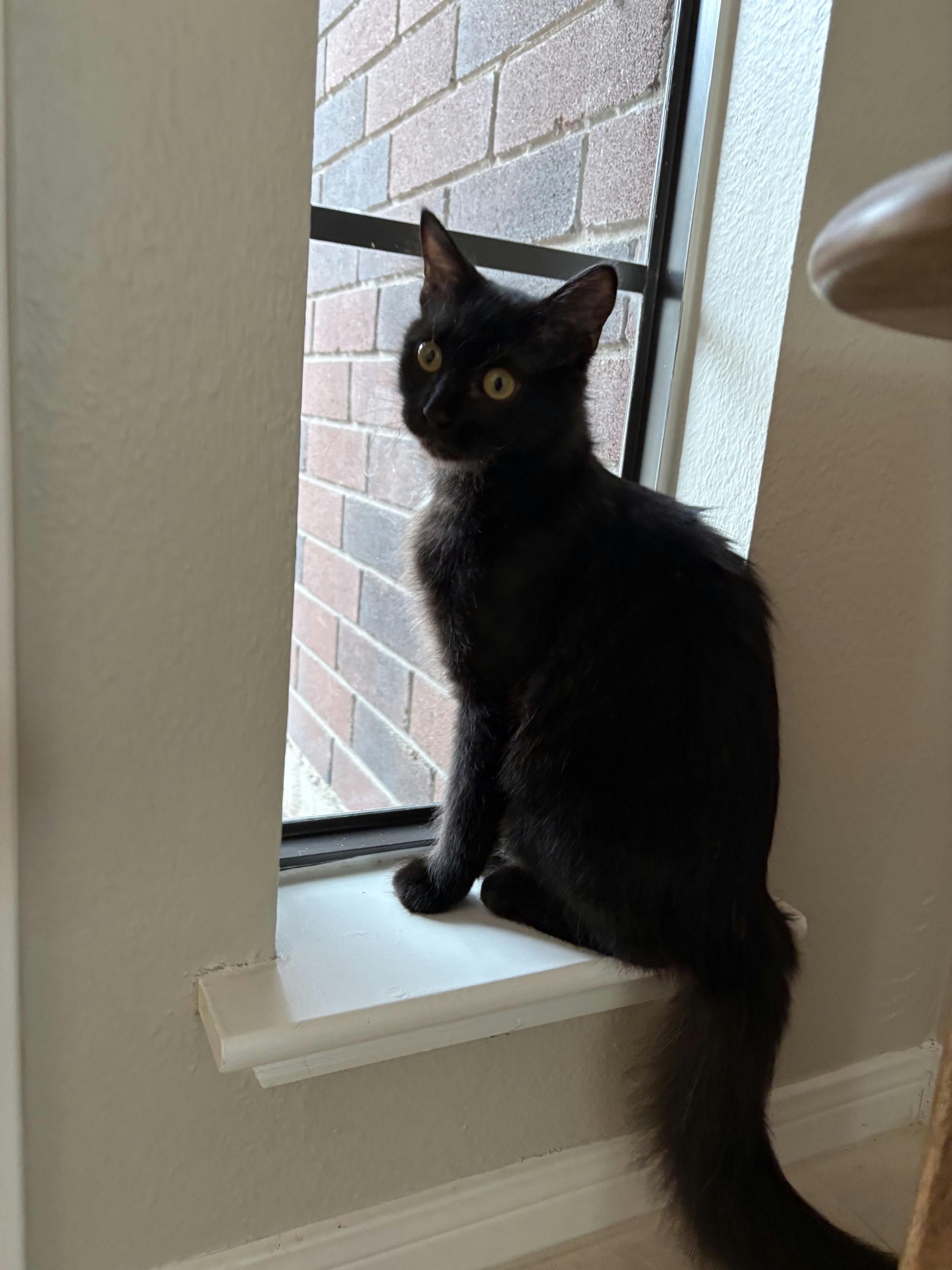 Enlarge Ophelia, an adopted Domestic Medium Hair in Houston, TX image 4/6