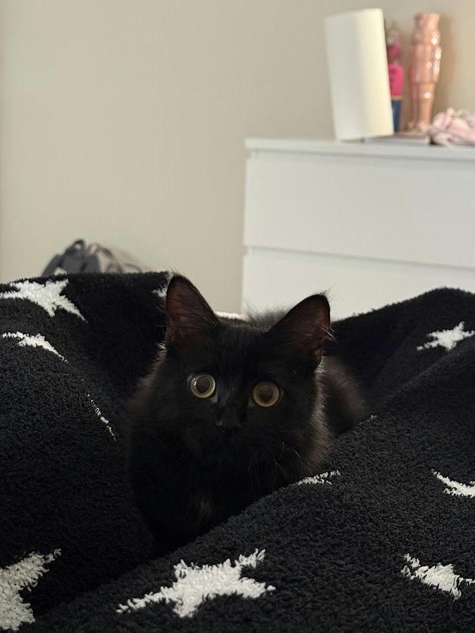 Enlarge Ophelia, an adopted Domestic Medium Hair in Houston, TX image 5/6