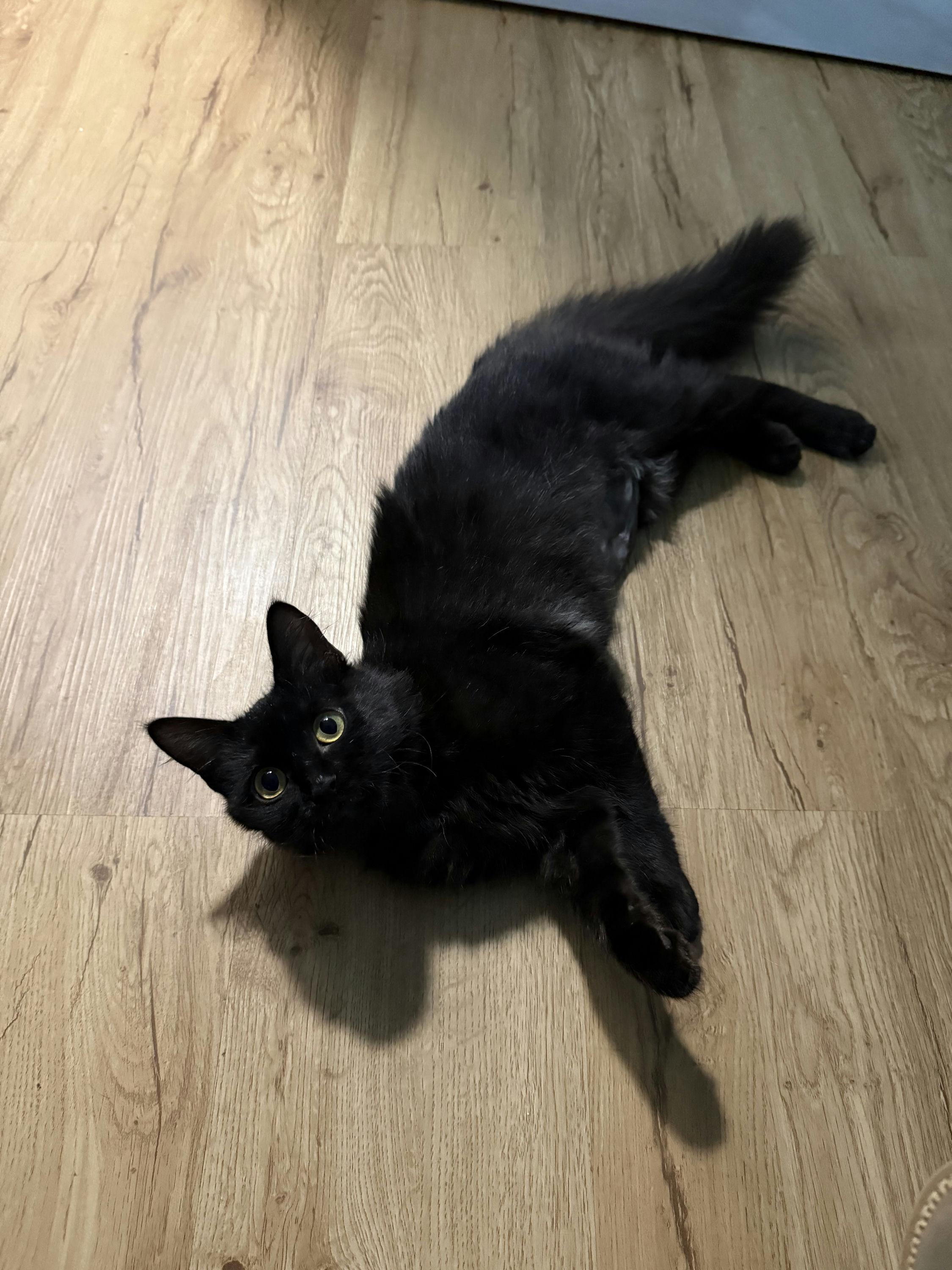 Enlarge Ophelia, an adopted Domestic Medium Hair in Houston, TX image 6/6