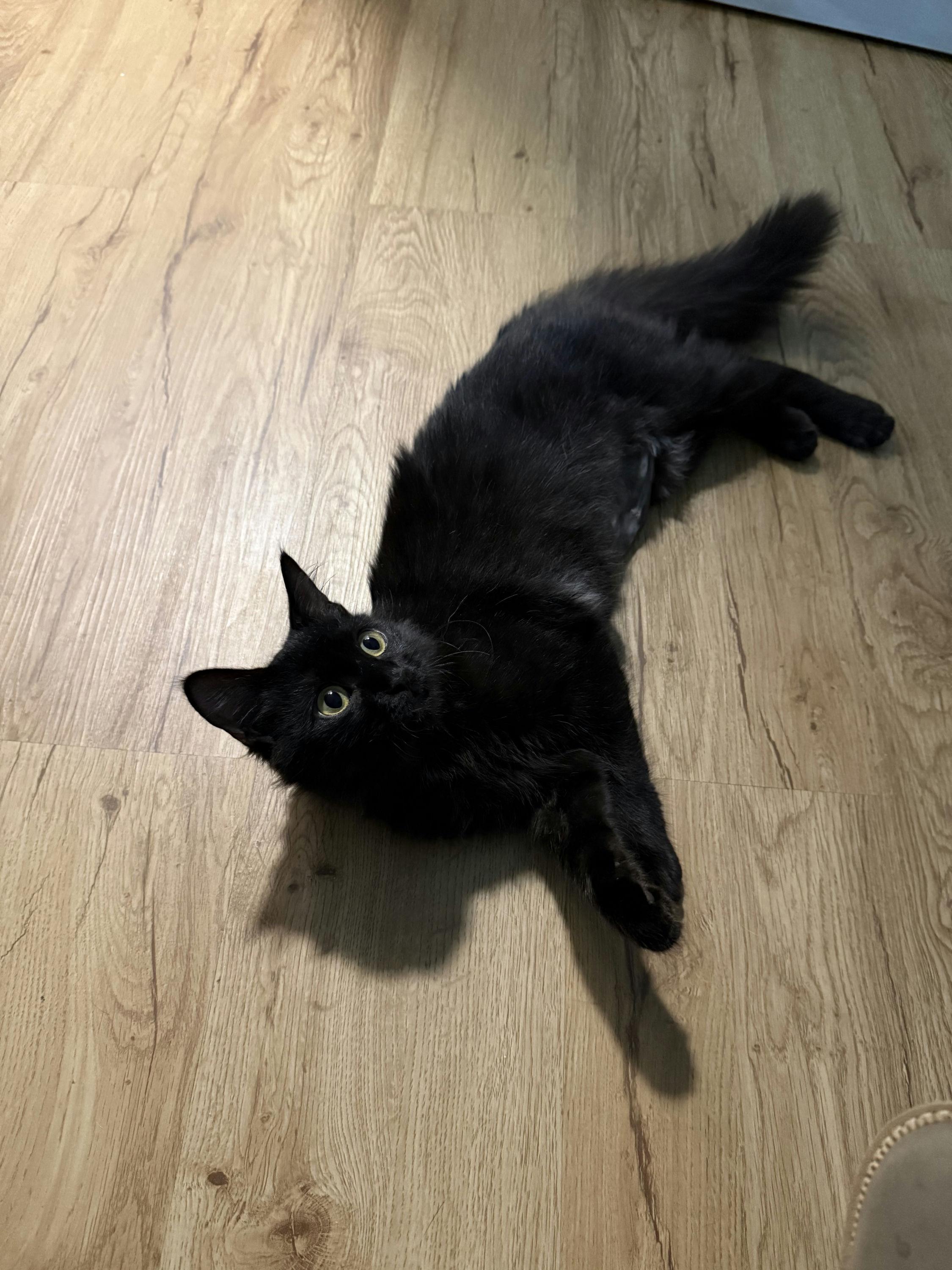 Enlarge Ophelia, an adopted Domestic Medium Hair in Houston, TX image 3/6