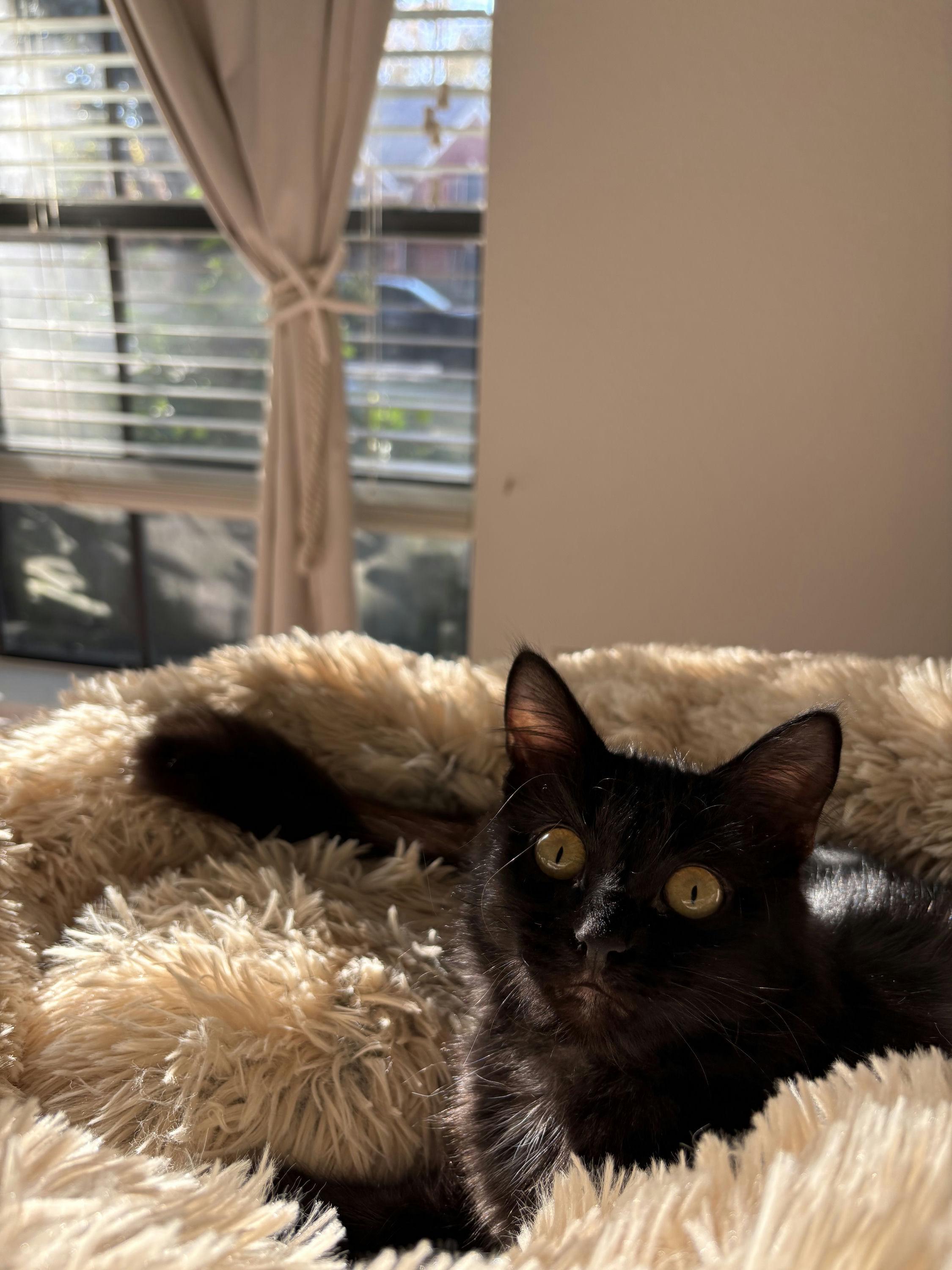 Enlarge Ophelia, an adopted Domestic Medium Hair in Houston, TX image 2/6