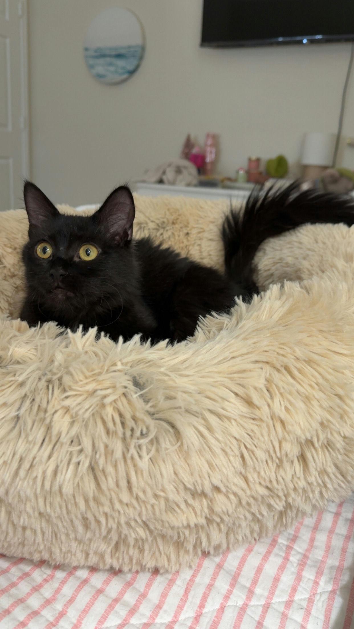 Ophelia, adopted, Kitten Female Domestic Medium Hair.