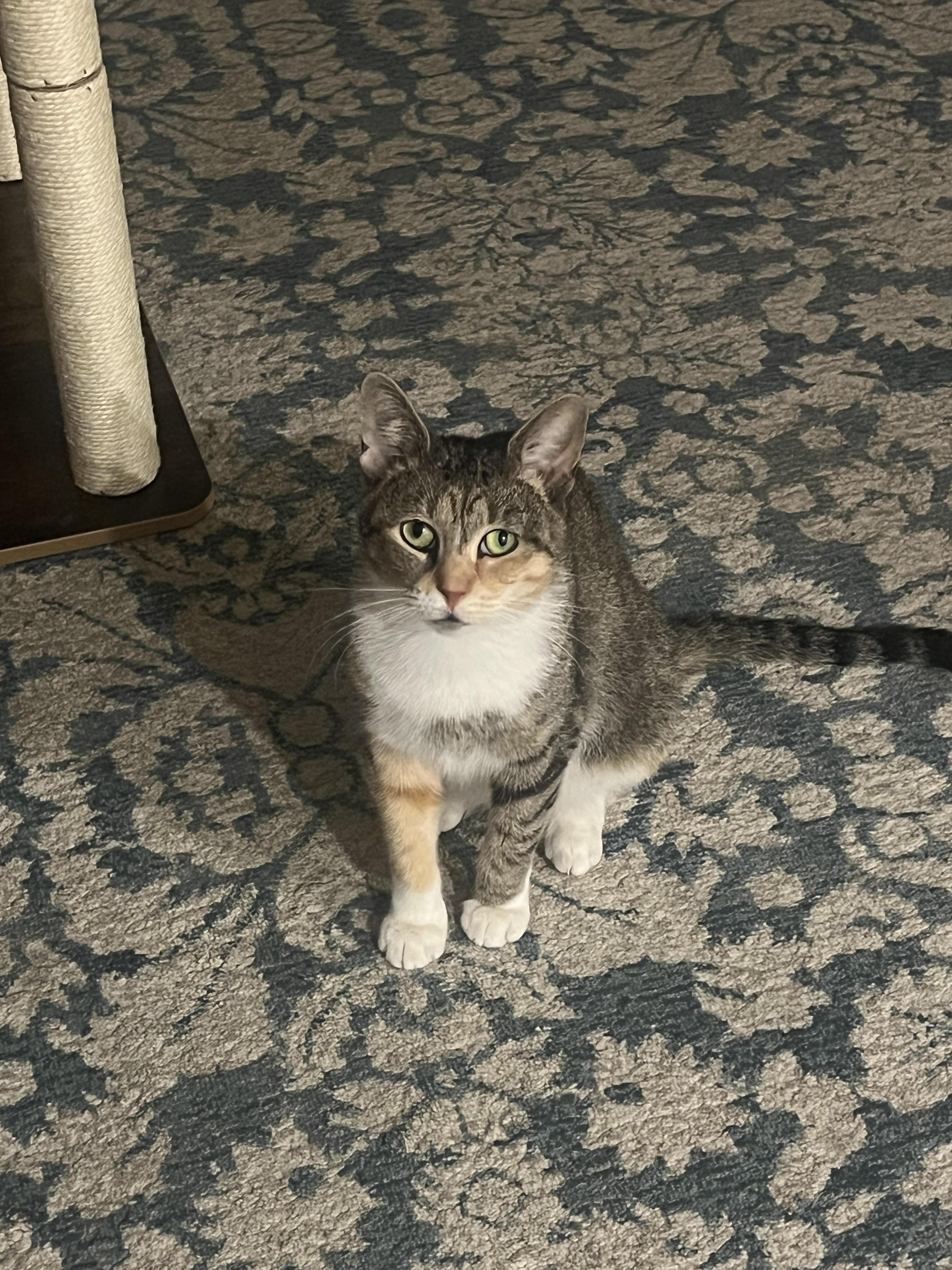 Enlarge Lesly *$50 Adoption Fee*, a Adoptable mixed breed in New York, NY image 2/6